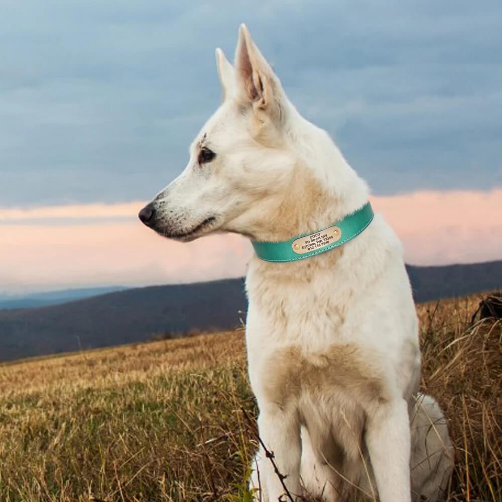 Coleira de Couro Para Cães Com Plaquinha de Identificação Personalizada