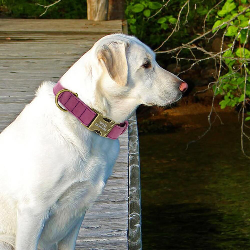 Coleira de Couro Para Cães Personalizada Com Informações do Pet