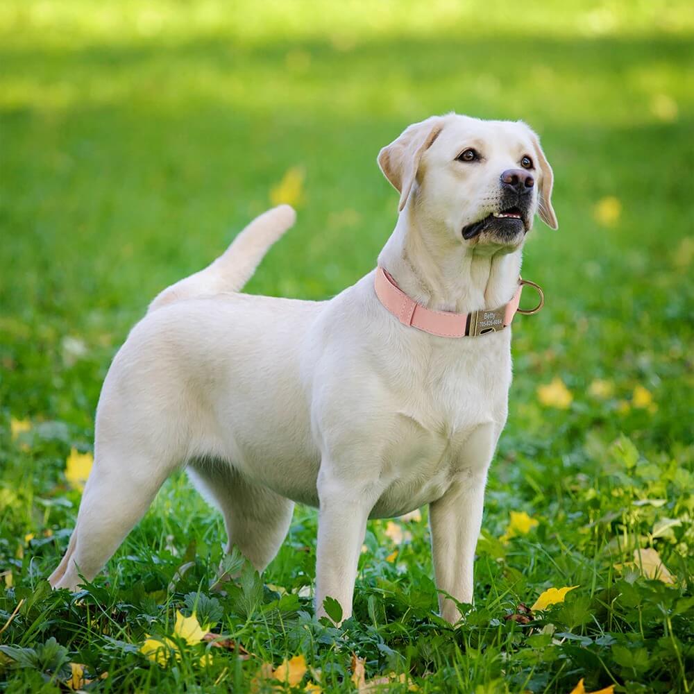 Coleira de Couro Para Cães Personalizada Com Informações do Pet