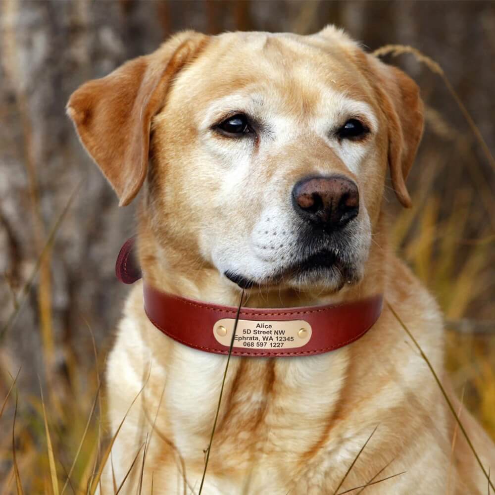 Coleira de Couro Para Cães Com Plaquinha de Identificação Personalizada